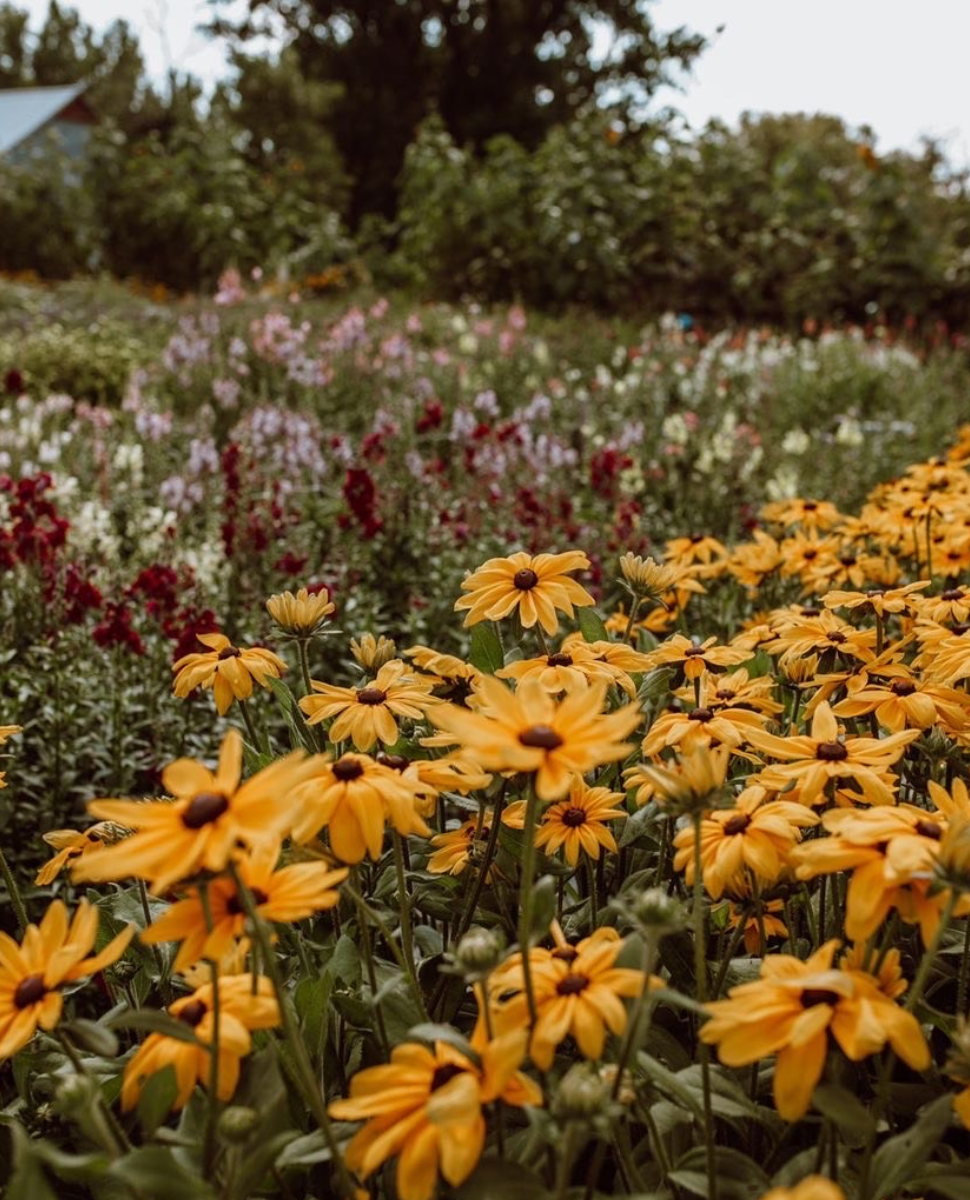 A legacy in full bloom: Reinland flower farm nurtures community